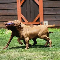 Burt, a male Labrador Retriever for sale in Tazewell, VA – 4 of 6