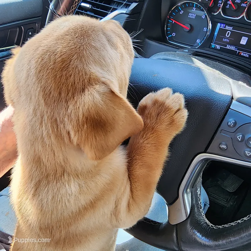 River – Labrador Retriever puppy for sale in Tazewell, VA