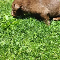 Rosy, a female Labrador Retriever for sale in Tazewell, VA – 4 of 4