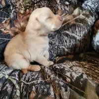 Kala, a female Labrador Retriever for sale in Tazewell, VA – 1 of 6