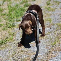 Timber, a female Labrador Retriever for sale in Tazewell, VA – 5 of 8