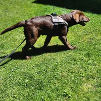 Timber, a female Labrador Retriever for sale in Tazewell, VA – 2 of 8