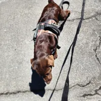 Timber, a female Labrador Retriever for sale in Tazewell, VA – 4 of 8