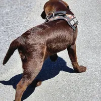 Timber, a female Labrador Retriever for sale in Tazewell, VA – 6 of 8