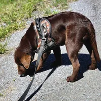 Timber, a female Labrador Retriever for sale in Tazewell, VA – 1 of 8