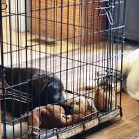 Timber, a female Labrador Retriever for sale in Tazewell, VA – 8 of 8