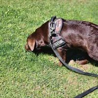 Timber, a female Labrador Retriever for sale in Tazewell, VA – 7 of 8