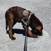 Timber, a female Labrador Retriever for sale in Tazewell, VA – 3 of 8