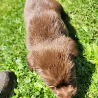 Rosy, a female Labrador Retriever for sale in Tazewell, VA – 2 of 4