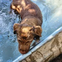 Finn, a female Labrador Retriever for sale in Tazewell, VA – 5 of 10