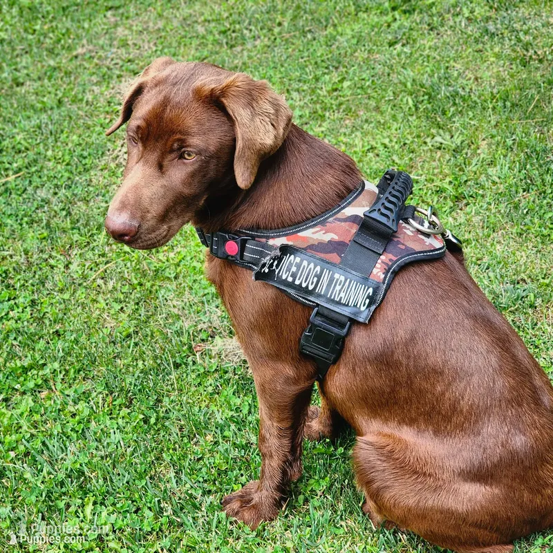 Baily – Labrador Retriever puppy for sale in Tazewell, VA