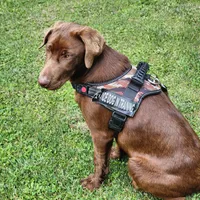 Baily, a female Labrador Retriever for sale in Tazewell, VA – 3 of 6