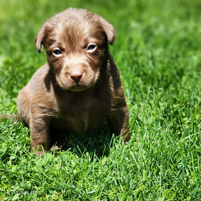 Rosy – Labrador Retriever puppy for sale in Tazewell, VA
