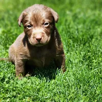 Rosy, a female Labrador Retriever for sale in Tazewell, VA – 1 of 4