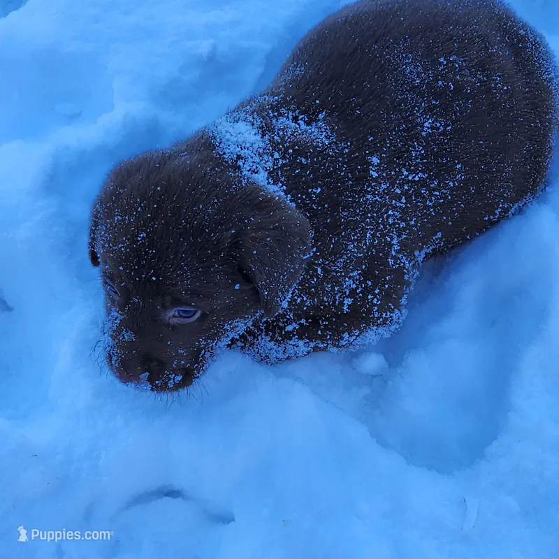 Sir max – Labrador Retriever puppy for sale in Tazewell, VA