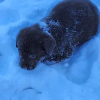 Sir max, a male Labrador Retriever for sale in Tazewell, VA – Photo 3 of 5