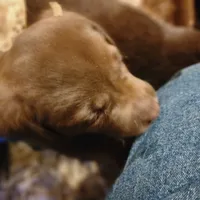 Sir max, a male Labrador Retriever for sale in Tazewell, VA – Photo 2 of 5