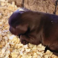 Sir max, a male Labrador Retriever for sale in Tazewell, VA – Photo 1 of 5