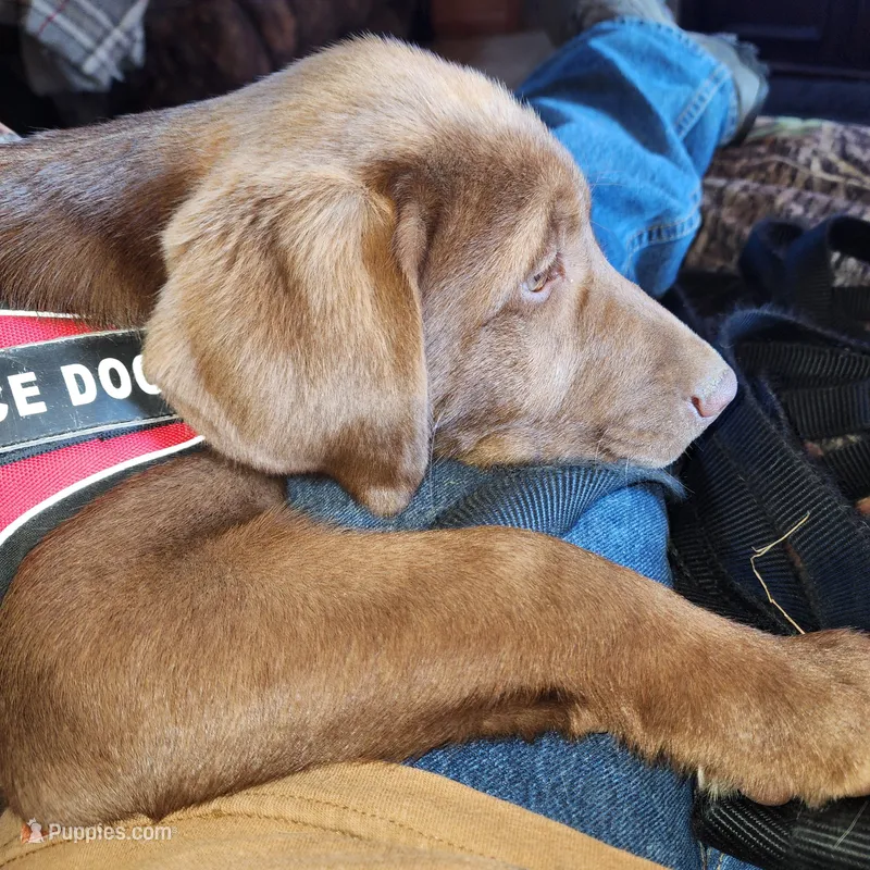 Sir max – Labrador Retriever puppy for sale in Tazewell, VA