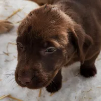 Sir max, a male Labrador Retriever for sale in Tazewell, VA – Photo 5 of 5