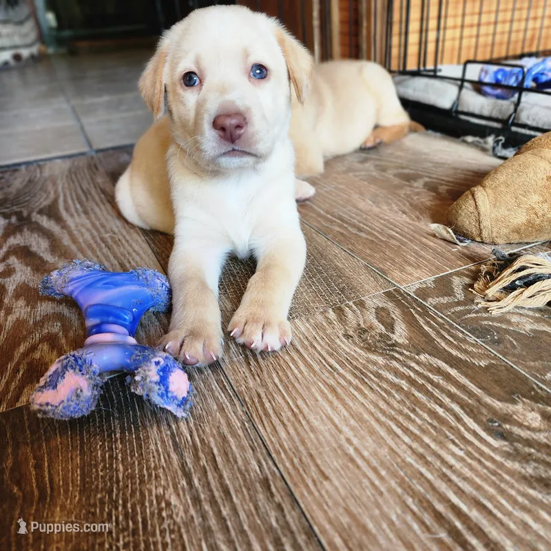 Kala – Labrador Retriever puppy for sale in Tazewell, VA