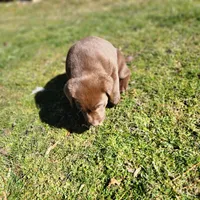 River , a female Labrador Retriever for sale in Tazewell, VA – Photo 4 of 7