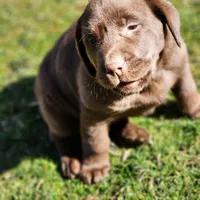 River , a female Labrador Retriever for sale in Tazewell, VA – Photo 3 of 7