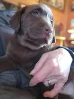 River , a female Labrador Retriever for sale in Tazewell, VA – Photo 2 of 7
