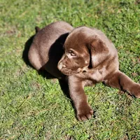 River , a female Labrador Retriever for sale in Tazewell, VA – Photo 1 of 7