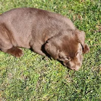 River , a female Labrador Retriever for sale in Tazewell, VA – Photo 7 of 7