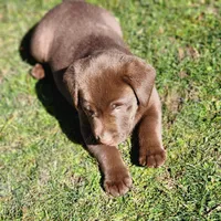 River , a female Labrador Retriever for sale in Tazewell, VA – Photo 5 of 7
