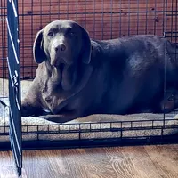 Bolta , a  Labrador Retriever for sale in Tazewell, VA – 4 of 4