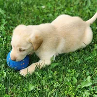 Colt, a male Labrador Retriever for sale in Tazewell, VA – 2 of 5
