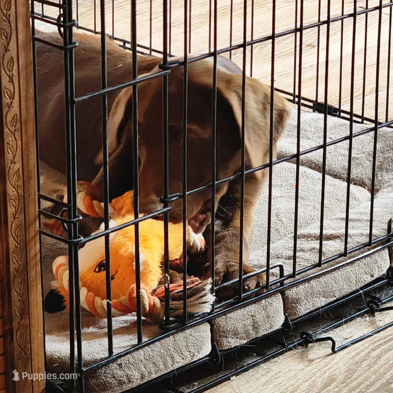 Hazel – Labrador Retriever puppy for sale in Tazewell, VA