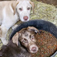 Finn, a female Labrador Retriever for sale in Tazewell, VA – 7 of 10