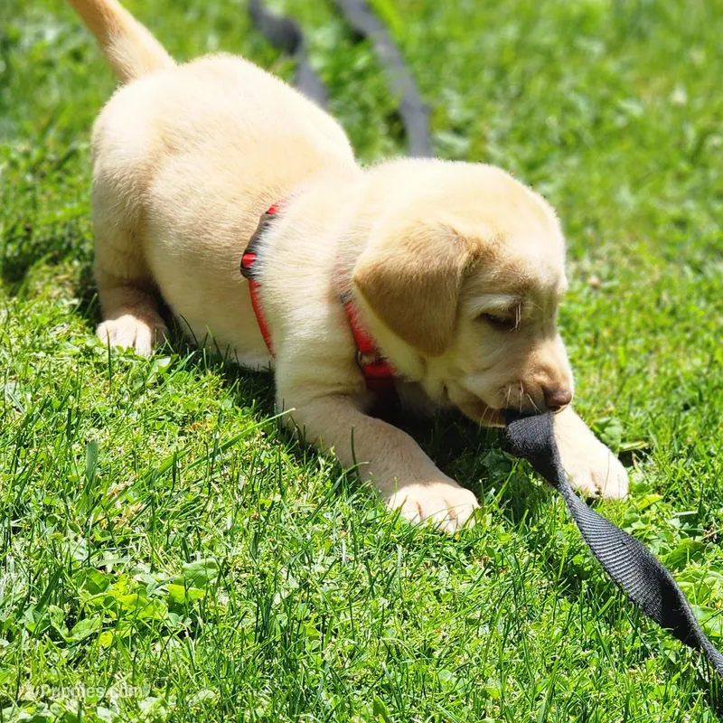 Colt – Labrador Retriever puppy for sale in Tazewell, VA