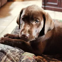 Daisy , a female Labrador Retriever for sale in Tazewell, VA – 1 of 7