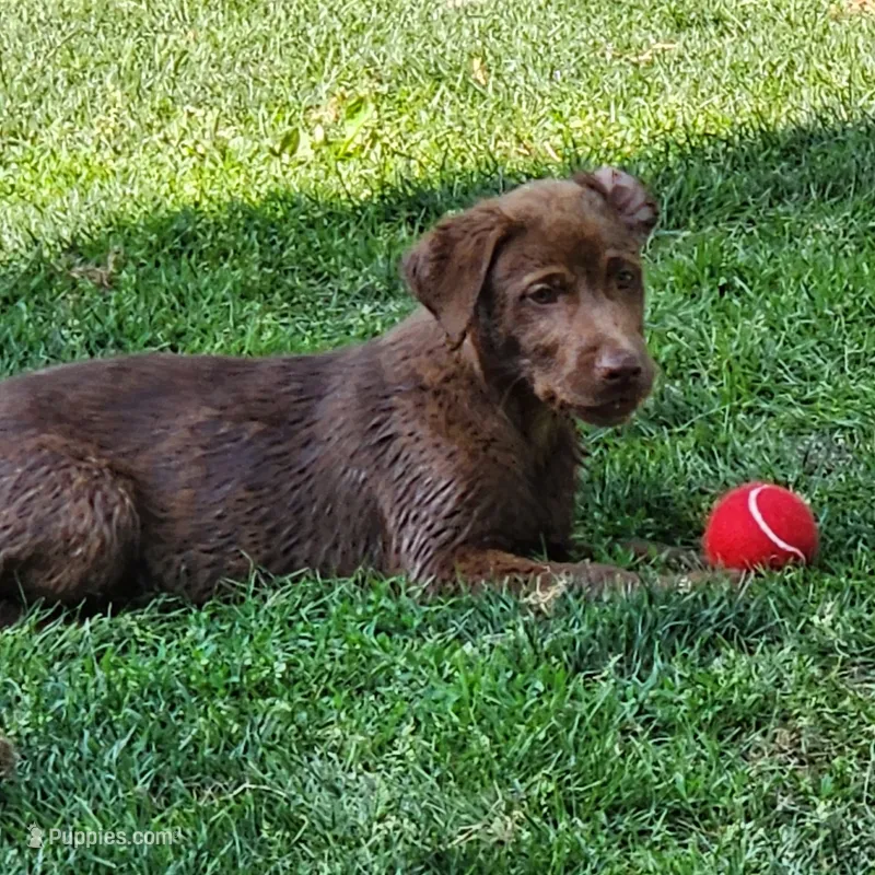 Finn – Labrador Retriever puppy for sale in Tazewell, VA