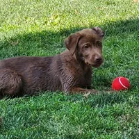 Finn, a female Labrador Retriever for sale in Tazewell, VA – 1 of 10