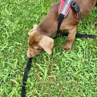 Hazel, a female Labrador Retriever for sale in Tazewell, VA – 5 of 7