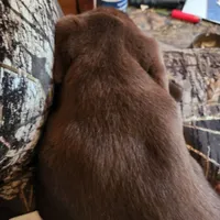 Hope, a female Labrador Retriever for sale in Tazewell, VA – Photo 3 of 10