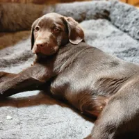 Hope, a female Labrador Retriever for sale in Tazewell, VA – Photo 9 of 10