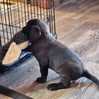 Hope, a female Labrador Retriever for sale in Tazewell, VA – Photo 6 of 10