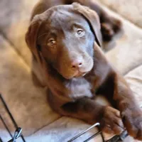 Hope, a female Labrador Retriever for sale in Tazewell, VA – Photo 1 of 10