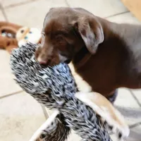 Hope, a female Labrador Retriever for sale in Tazewell, VA – Photo 4 of 10