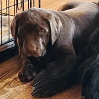Hope, a female Labrador Retriever for sale in Tazewell, VA – Photo 10 of 10