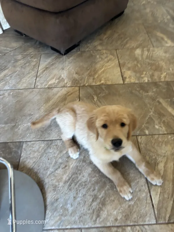 Graham – Golden Retriever puppy for sale in Fallbrook, CA