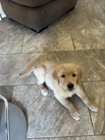 Graham, a male Golden Retriever for sale in Fallbrook, CA – 1 of 10