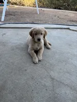 Graham, a male Golden Retriever for sale in Fallbrook, CA – 9 of 10