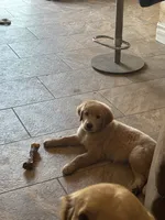 Graham, a male Golden Retriever for sale in Fallbrook, CA – 6 of 10